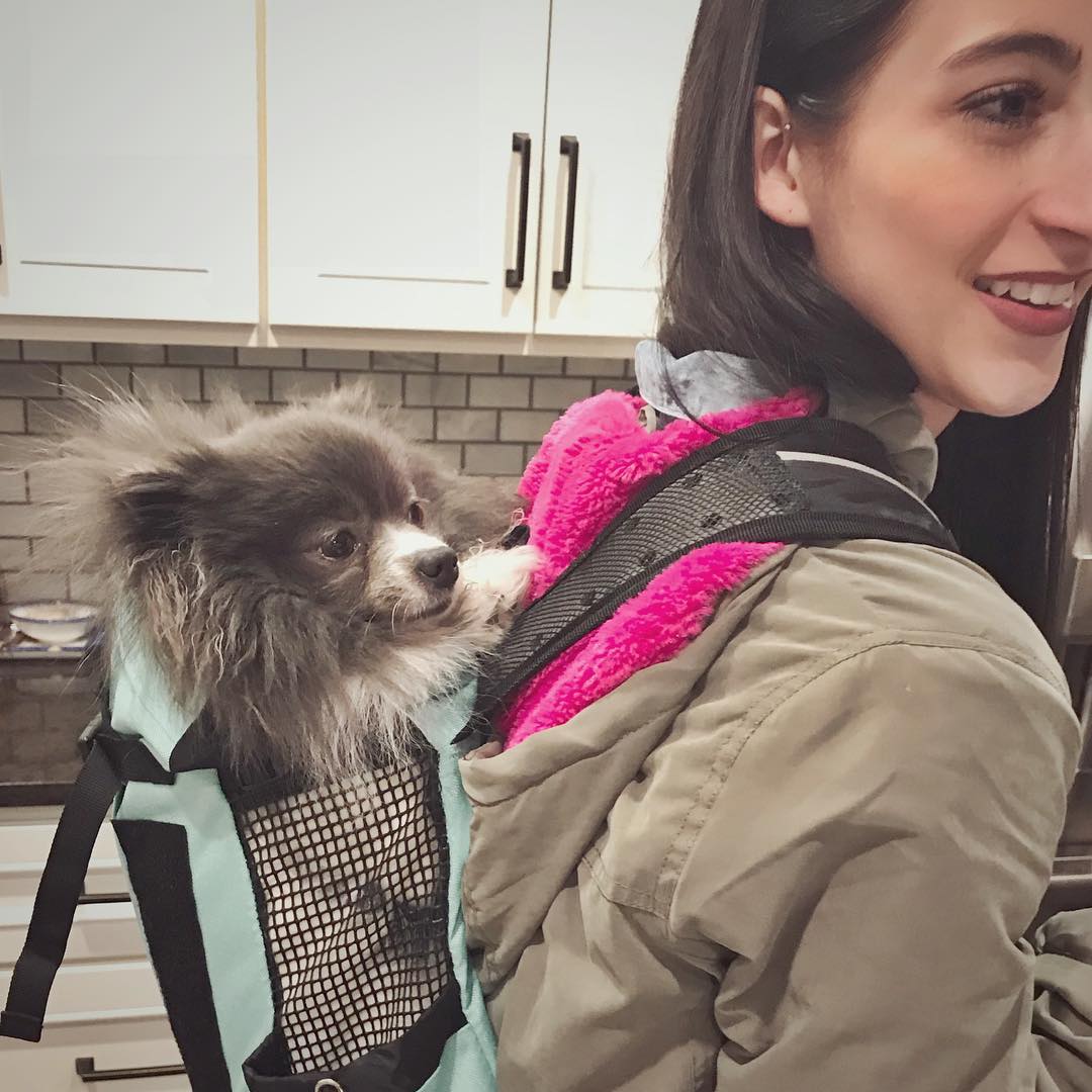 In honor of National Love Your Pet Day, Junie and Chloe are off on an adventure in their K9 Sport Sack! Happy trails! @k9sportsack @chlobyrd @rockyandjune