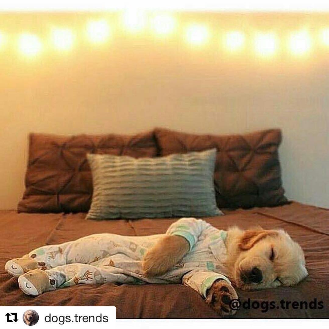 🐫 amirite? @dogs.trends
・・・
Tag someone to see this
Follow @dogs.trends for more