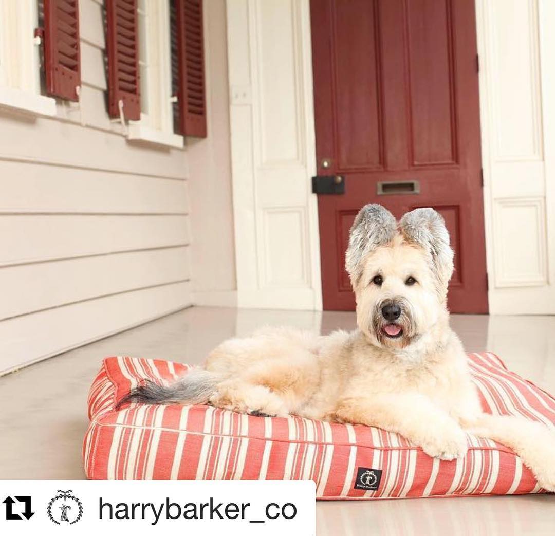 @harrybarker_co ・・・
Hurricane Florence Update: our Charleston team is safe and shipping has resumed! Thankfully, Charleston was spared any major damage from the storm. Please keep our North Carolina neighbors in your thoughts and prayers