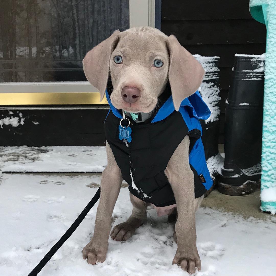 Odin is not a fan of this snow, even though he’s looking snug in his @goobypet parka. @oakleyandodin_theweims