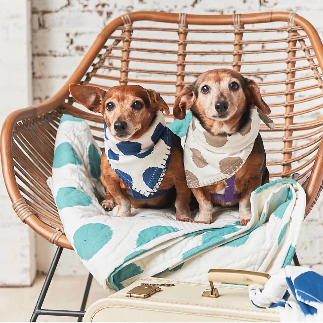 Love pets? Then you should follow our sister publication @giftshop_pets for all kinds of furry inspiration! 🐶 Gifts for pets and those who love them. 📷: @carolandfrankstyle