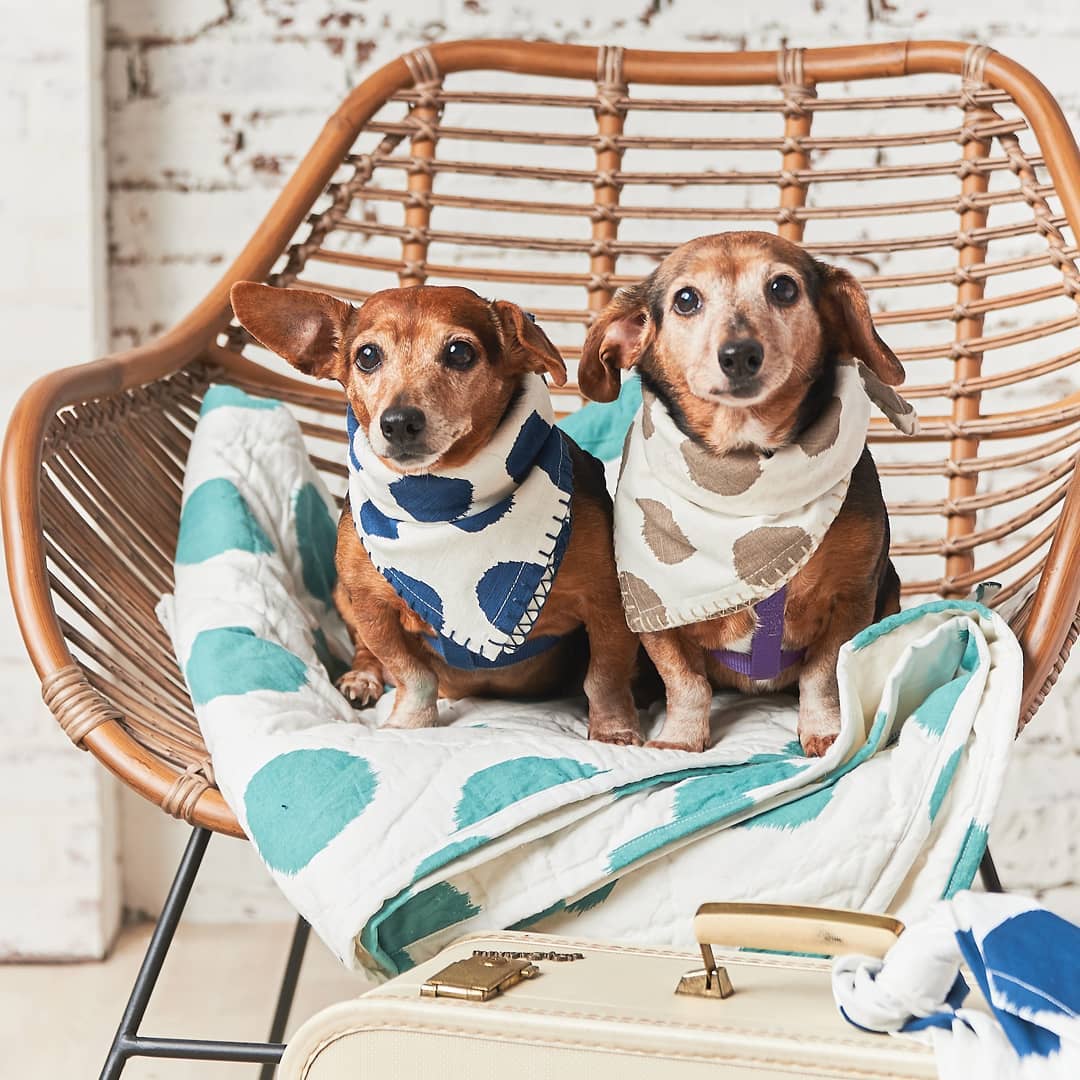 MEET THE MAKER: @carolfrankstyle’s pet products coordinate back to its home décor and gift products for their humans. Check out our Q+A with carol & frank to see how the brand combines its passions for beautiful home décor, fun gifts, animals and giving back to the community. Link in bio or view the Winter issue of Gift Shop Pets. • 📸 by @carolfrankstyle
