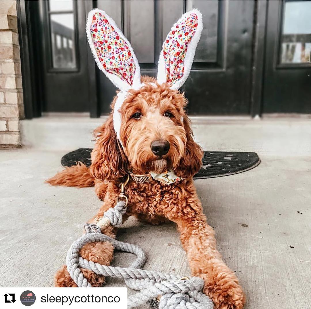 Hoppy Easter, everyone @sleepycottonco ・・・
“Ｈａｐｐｙ Ｅａｓｔｅｒ! 🐣🐰”
📸: @dogbnb_springville
.
Featured product: 
Upcycled Core Dog Leash –  Grey
.
Sleepy Cotton Cotton Dog Leash ☁️🐕
Handcrafted in the USA
100% cotton rope made in the USA 
Rock climbing knots for additional strength
Hardware is professionally tested for strength. 
Solid brass, 360-degree swivel snap hook
.
Storewide Sale
https://sleepycotton.com/pages/sale (Link in bio