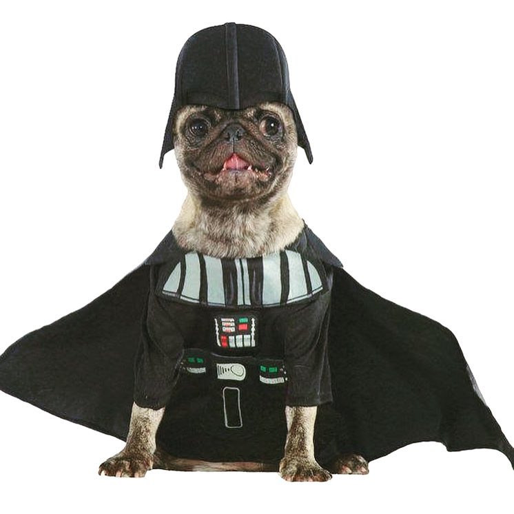May the Fourth be with you. Thank you @rubiespetshop for creating these amazing costumes