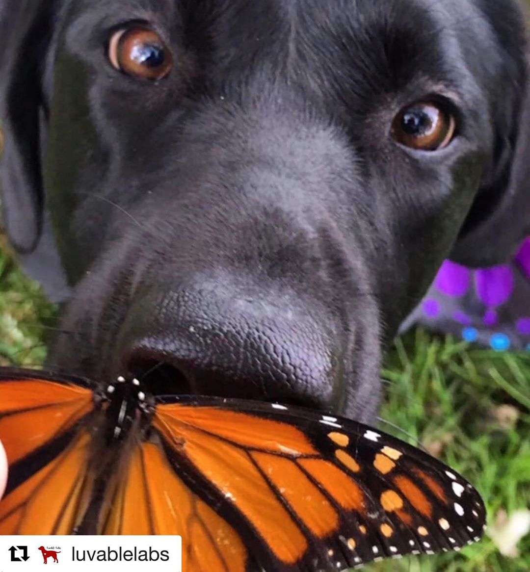 There are no words @luvablelabs with @get_repost
・・・
“If nothing ever changed, there’d be no butterflies” 🦋
———————————
Thank you @misty_luna_ for being a luvable lab ❤
.
Stay pawesome