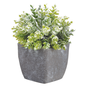 3.5 inch Snowed Selaginella by Allstate Floral in paper mache pot