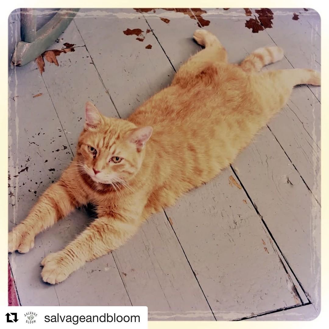 Stretch on out, Frank. It’s basically the weekend @salvageandbloom with @get_repost
・・・
This is Frank, who clearly makes a better door than window. If he blocks your way, please step over him. No hard feelings