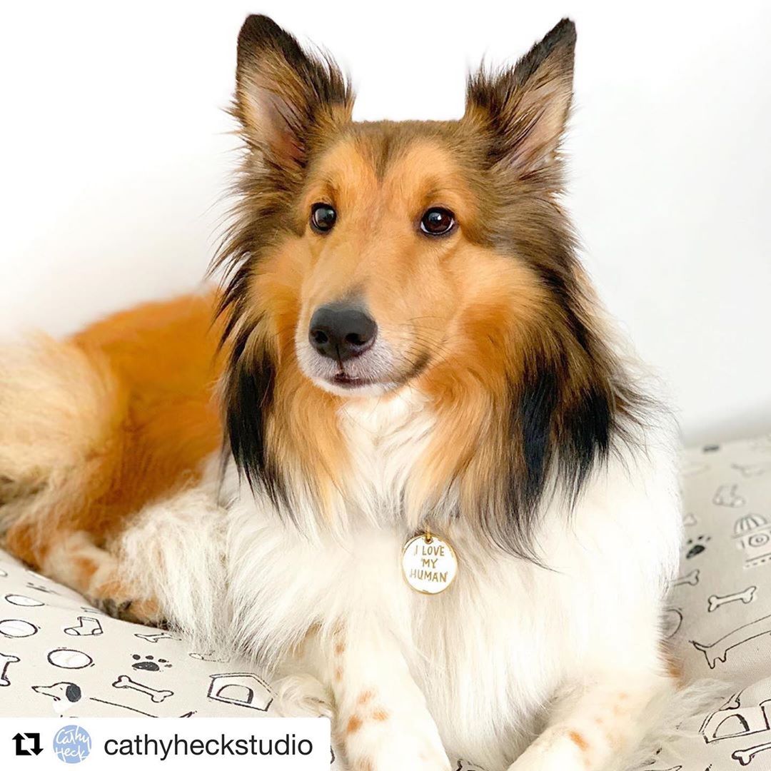 Tivoli @cathyheckstudio with @get_repost
・・・
Good morning from our beloved Virginia studio dog, Tivoli, modeling our NEW dog bed and some fun dog bling from the new Pet collection with @primitivesbykathy PS Don’t worry about Neville, the Austin studio dog … he was MORE than happy to share his product modeling duties Look for ceramic charms, dishtowels, stickers, socks and this fun dog bed in your favorite local pet shop … or you can order them online from @primitivesbykathy Link in bio