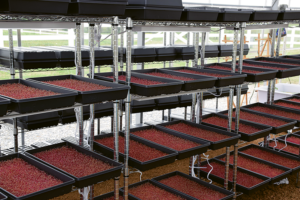 Farmhouse Fresh Hyrdoponic growing operation