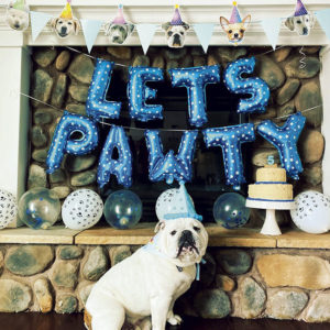 The pet owners of Captain, an English Bulldog, celebrated his birthday with cake and balloons