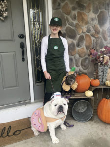 Captain the English Bulldog dressed as a donut for Halloween