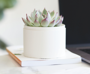 Bliss Succulent and Planter from Lula's Garden