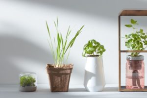 Modern Sprout garden and outdoor product lines
