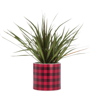 Large Buffalo Check Planter from Abbott Collection