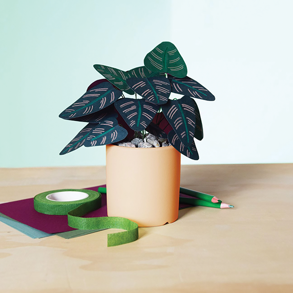 Paper Calathea Plant Creative Box Kit 
															/ Baltic Club							
