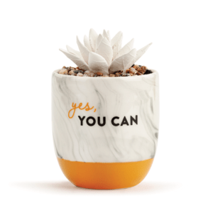 Succulent Oil Diffuser – Yes, You Can from DEMDACO