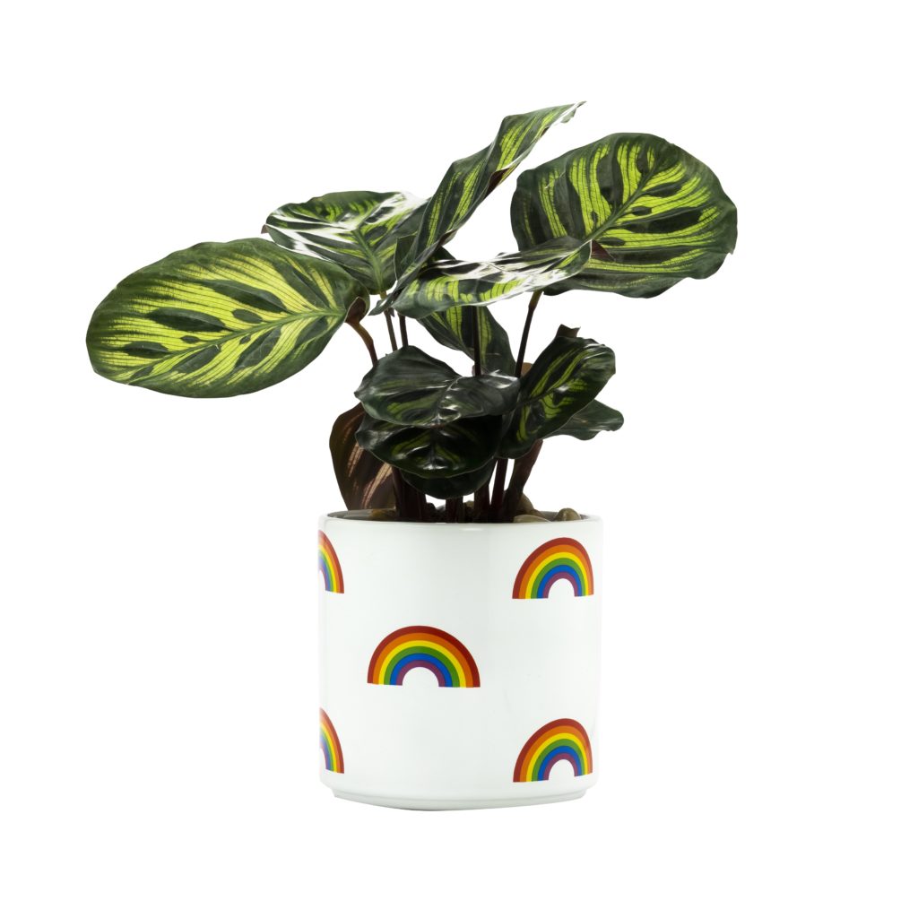 Rainbow Icon Planter from About Face Designs