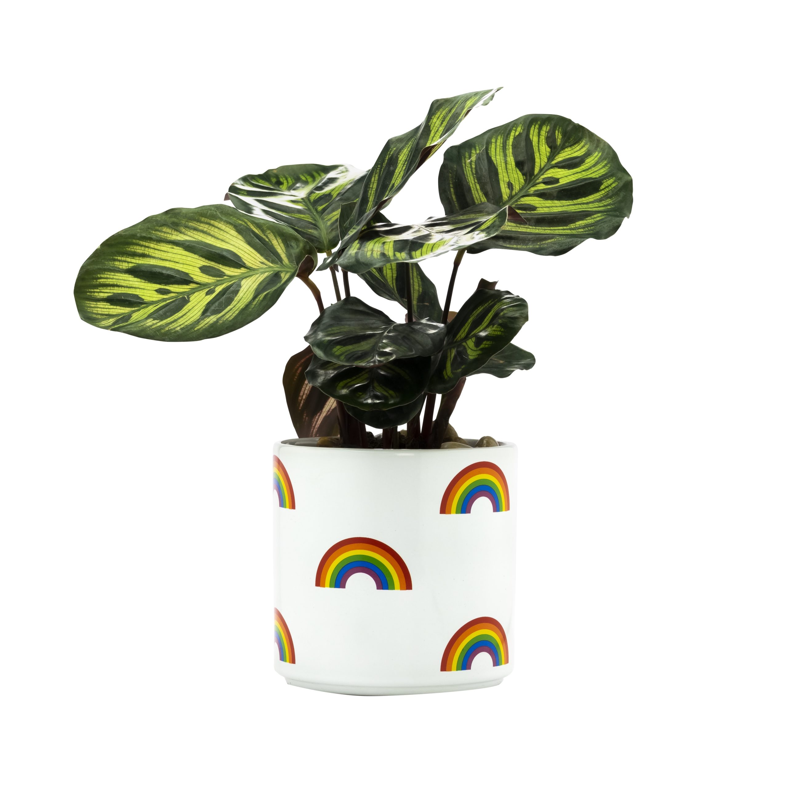 Rainbow Icon Planter 
															/ About Face Designs							