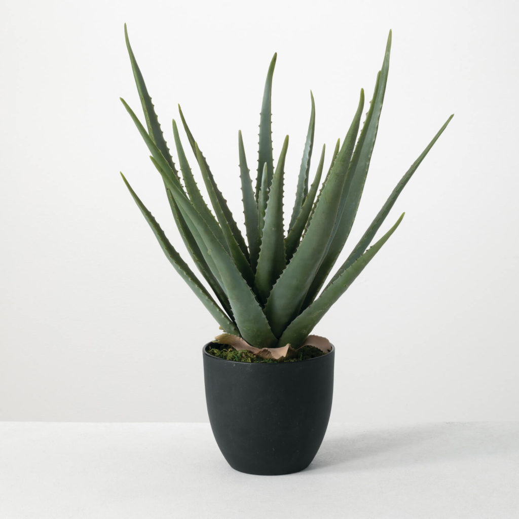 Life-like Potted Aloe from Sullivans