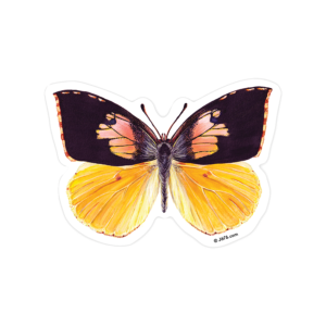 Butterfly Sticker. J6R6.