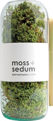 ecowinnermostsellablepottingshed-creationsmosssedumterrarium-copy